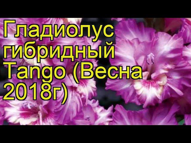 Гладиолус гибридный (Tango). Краткий обзор, описание характеристик, где купить луковицы