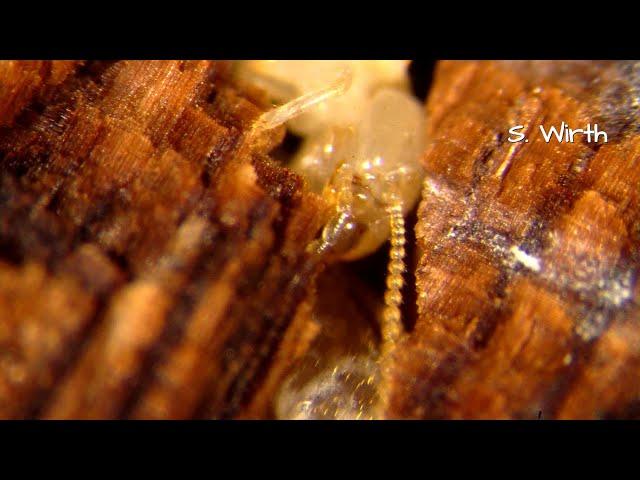 Systematics and biology of termites and about phoretic associations (4K)