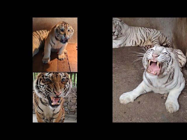 Angry Tigers Roar!!compliation.