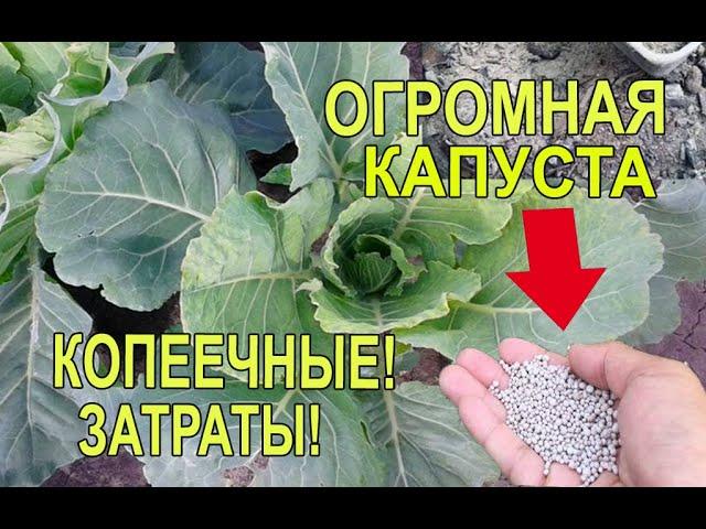 Посадка Капусты в Грунт Ждите Огромный Урожай при Копеечных Затратах!Подкормка Капусты После Высадки