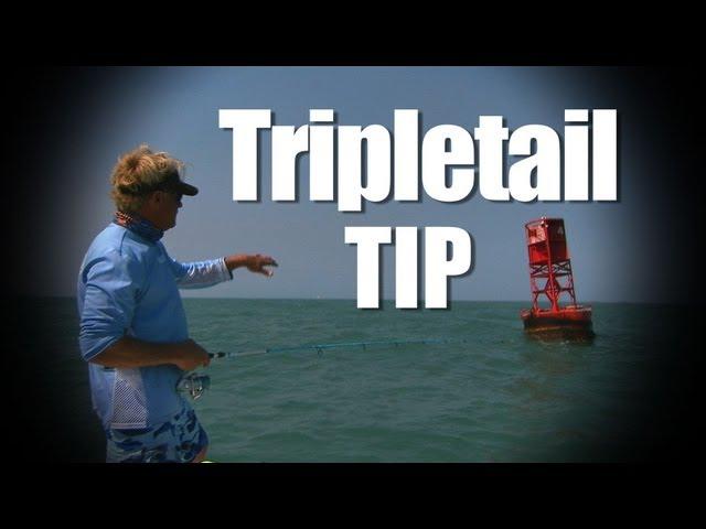 Port Canaveral Tripletail on the Buoys How To