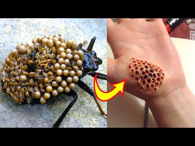 10 Most Dangerous Bugs in the World