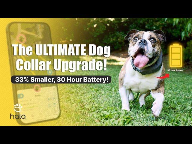 Halo Collar 4 Review: The Game-Changing Dog GPS Collar You Need in 2025!