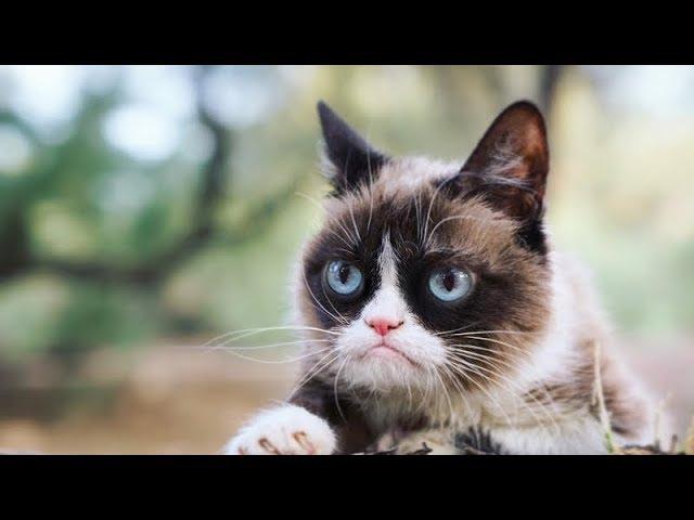 Ultimate Funny Cats Compilation - Best Moments