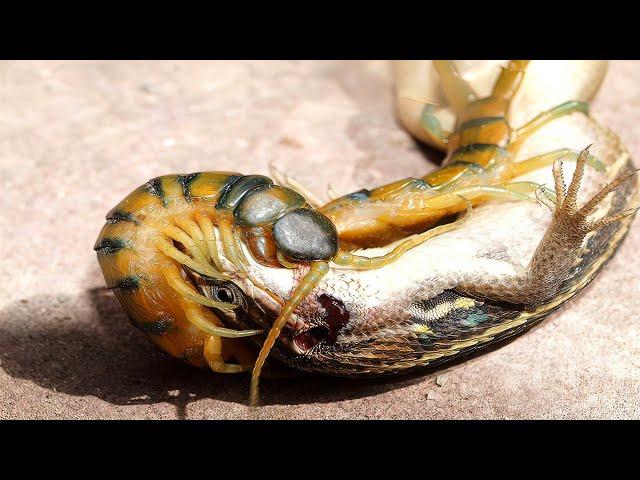 Centipede kills mouse, frog, lizard and scorpion!