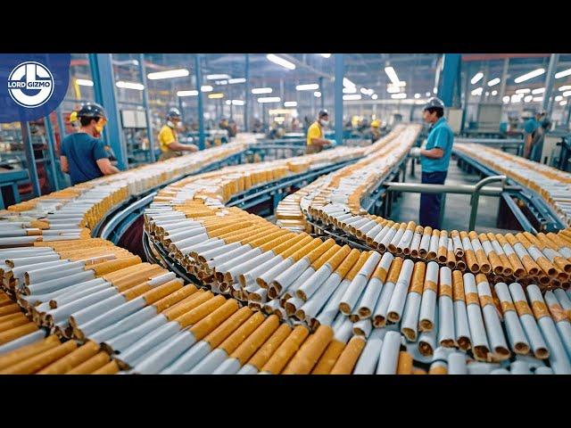 Production Process Of Millions of CIGARETTES from Harvest to Factory!