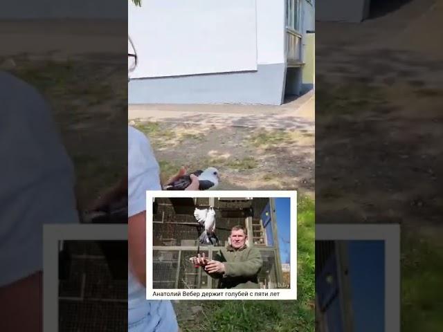 Этот ГОЛУБЬ мне сразу показался НЕОБЫЧНЫМ, но потом я узнал его ИСТОРИЮ