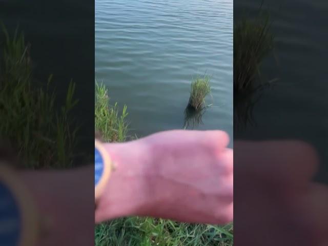Рыбалка на  КМВ #окунь #fishing  #рыбалка