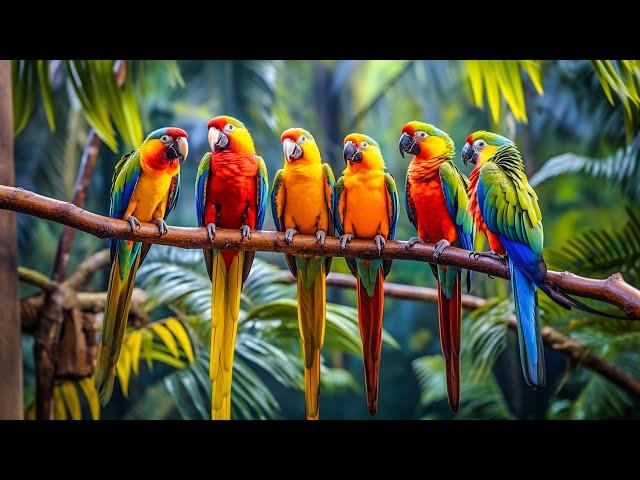 The Most Colorful Birds in the World ~ Great music restores the nervous system ~ Music for the soul