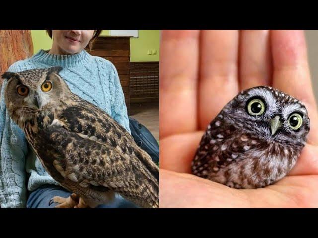 OWL BIRDS- A Funny Owls And Cute Owls Videos Compilation (2021) #007 | Funny Pets Life