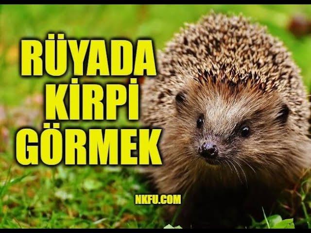 Rüyada Kirpi Görmek Ne Anlama Gelir? Kirpi Beslemek, Sokması, Öldürmek