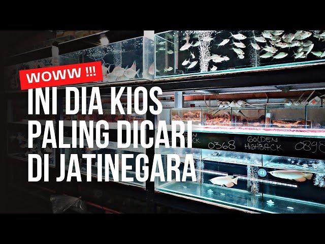 INI DIA KIOS PALING DICARI DI JATINEGARA !!! UPDATE HARGA IKAN PREDATOR DAN TANKMATE DI JATINEGARA