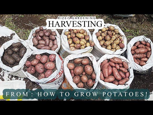 Harvest from my 'How To Grow Potatoes!' video! (Full Harvest!)