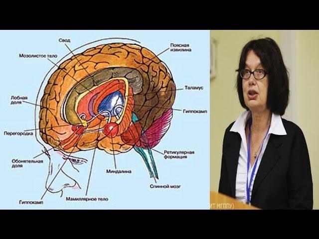 Структуры мозга - Татьяна Строганова