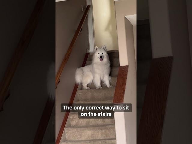 This is the only correct way to sit on stairs!