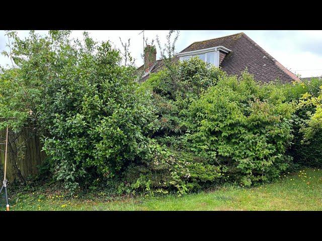 This Once Lovely Border had become MESSY & OVERGROWN! I Start the TIDY Up