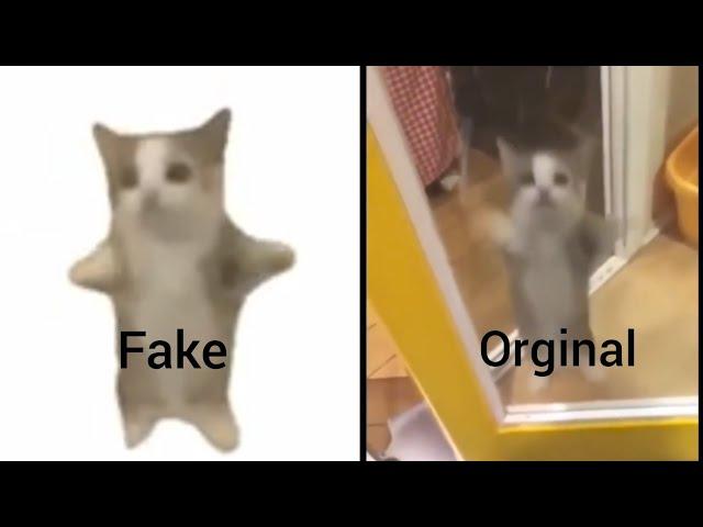 Happy Cat Meme (Fake vs Original)