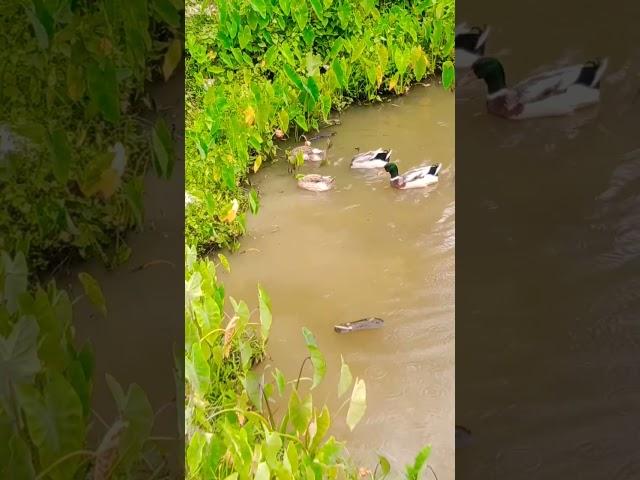 Ducks are swimming in pool #shorts #viral #duck #animals #trending #animalsshortsvideos