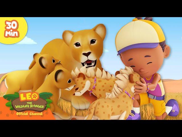 FIERCE MOTHER LION LOVES HER BABIES!  | Mighty Animals | Leo the Wildlife Ranger | Kids Cartoons