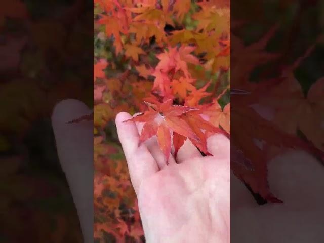 Mini Bonsai Autumn Leaves for resin craft soon in stock #MiniScenesGB #resinart