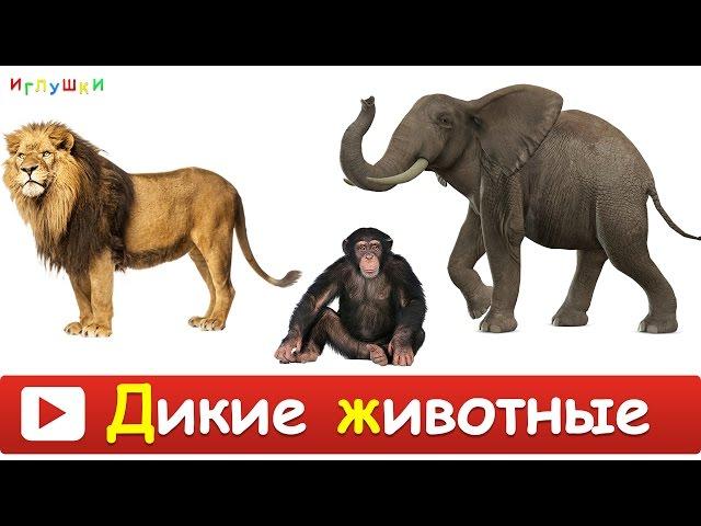 [ ДИКИЕ ЖИВОТНЫЕ для ДЕТЕЙ ] Развивающие ВИДЕО про животных для детей в высоком качестве