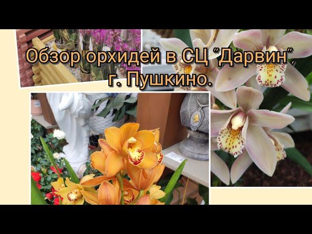 Обзор орхидей в СЦ "Дарвин", г. Пушкино#обзор#original#plants#orchid#цветы