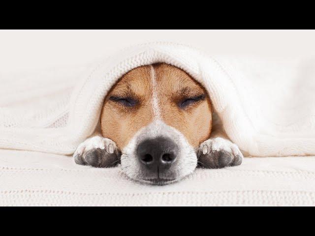 Deep Healing Music: Release Toxic Energy With These Cute Puppy Dogs