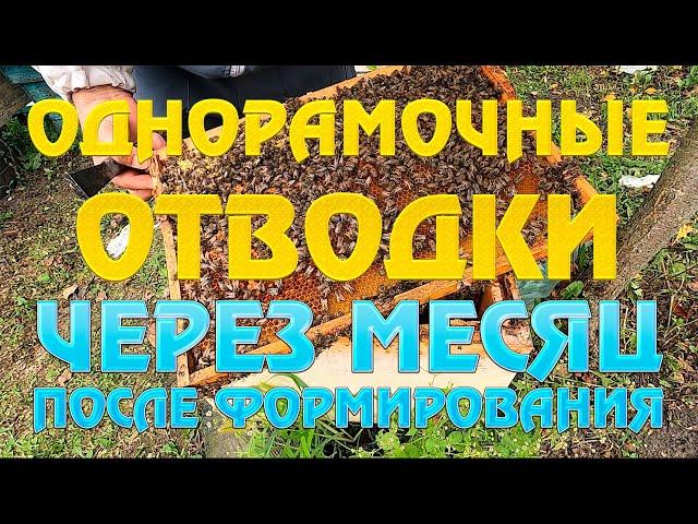 Однорамочные отводки через месяц после формирования.