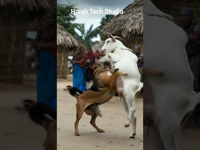 Dog vs goat deadly fight #trending #funny #wildlifeentertainment #animals #animallife #wildanimals