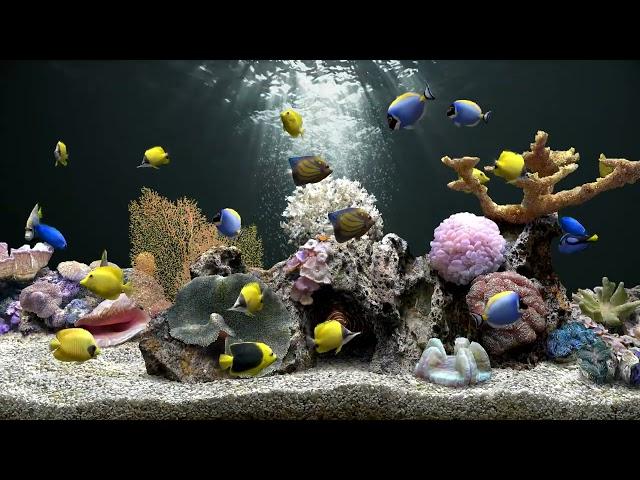 Fish Tank Aquarium in 4K | 8 Hours | No Music Just Water Sounds | FOCUS and SLEEP