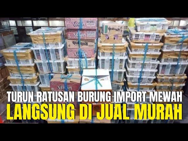 BENER2 EDAN KIOS ANAK MUDA INI ! BURUNG IMPORT SEBANYAK INI LANGSUNG DI JUAL MURAH