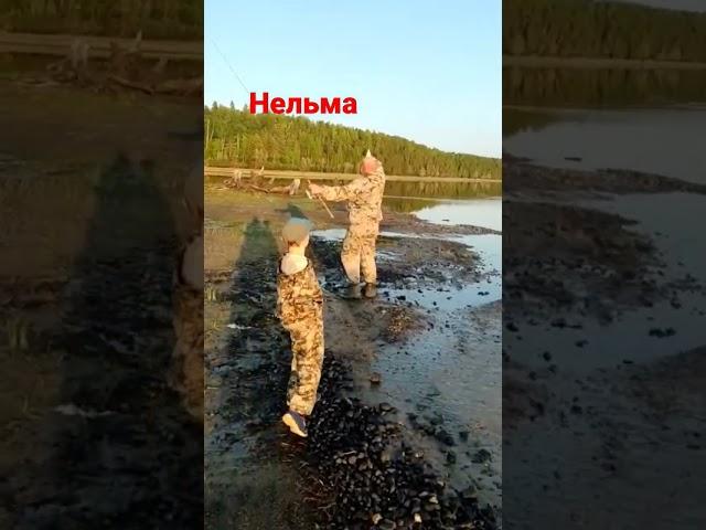 нельма на спиннинг хмао