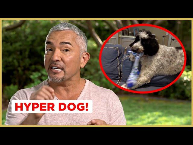 This DOG grabs EVERYTHING in the house! | Cesar 911