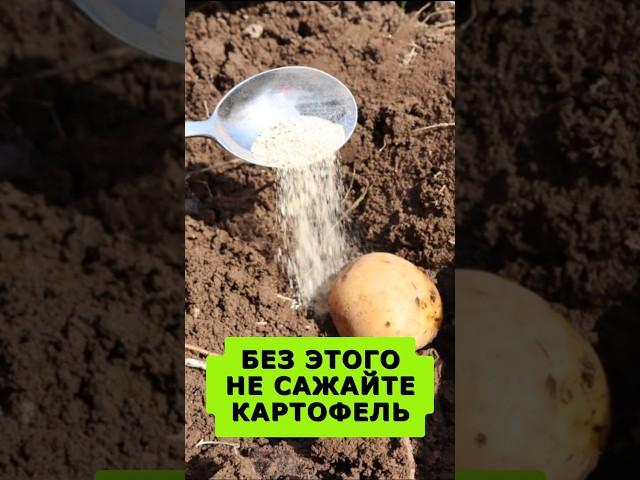 Жалко раньше не знал про это средство для выращивания по ведру картошки с куста #огород #сад #дача