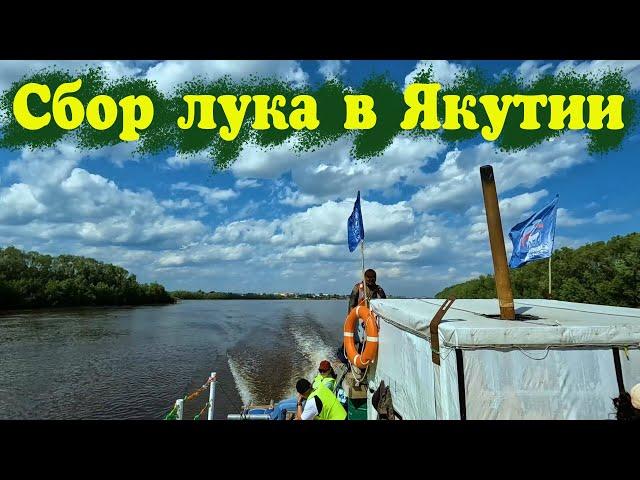 На острова с Нюргуном. Благотворительная деятельность. Сбор лука