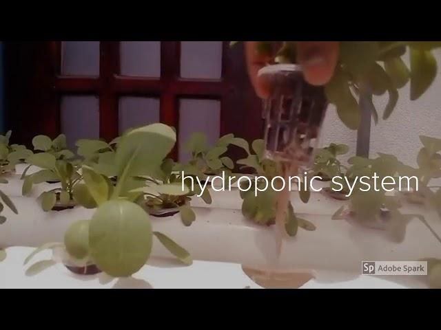 sethum hydroponics