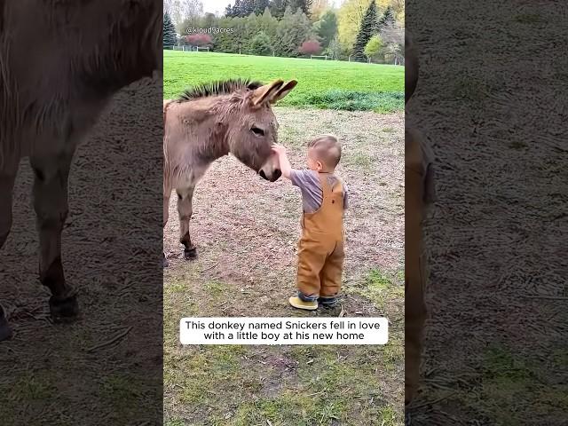 A Donkey’s Special Bond With a Little boy