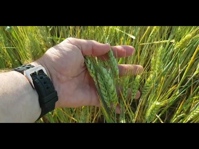 Выращивание оз.пшеницы. No-till 02.06.2019. Состояние посевов по разным предшественникам