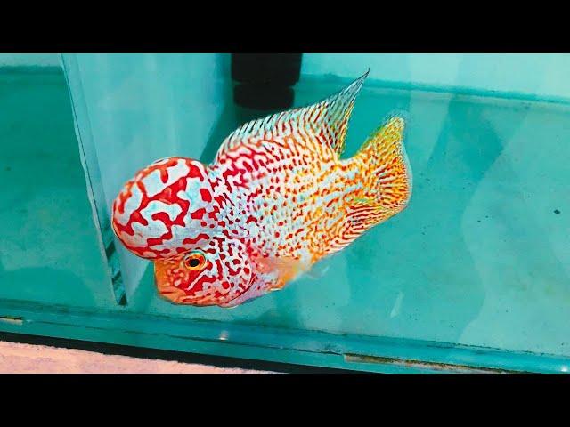 Top 7 Super Rare Golden Base Flowerhorn | Expensive Flowerhorn Cichlids