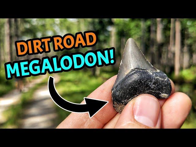 Post-Hurricane Floods Revealed TONS of Shark Teeth & Seashell Fossils on These Florida Dirt Roads!