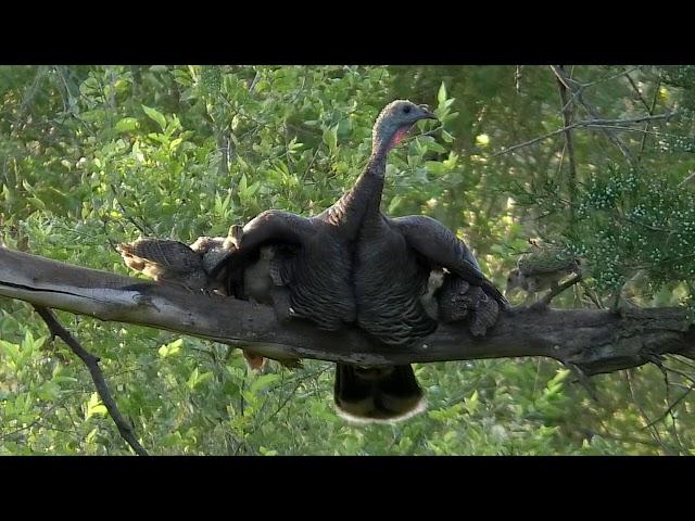 Turkey Poults Roosting mbo blog