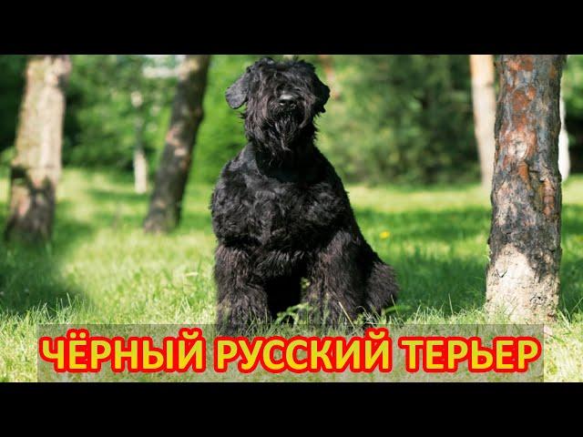 Почему чёрного терьера называют «собакой Сталина».