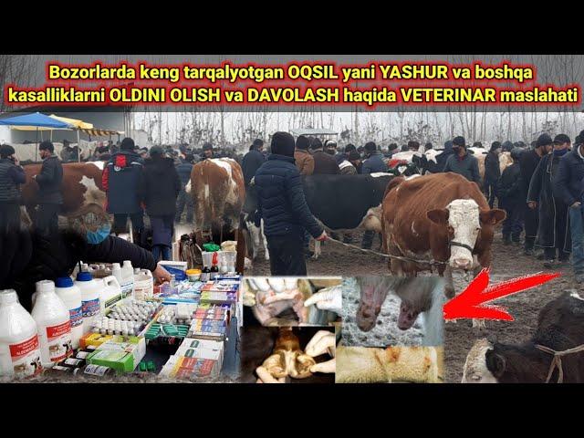 YASHUR yani OQSIL va mavsumiy kasalliklar haqida VETERINAR maslahati