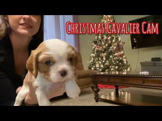 Christmas Cavalier Puppies Learning How to be Dogs! 12/18/22