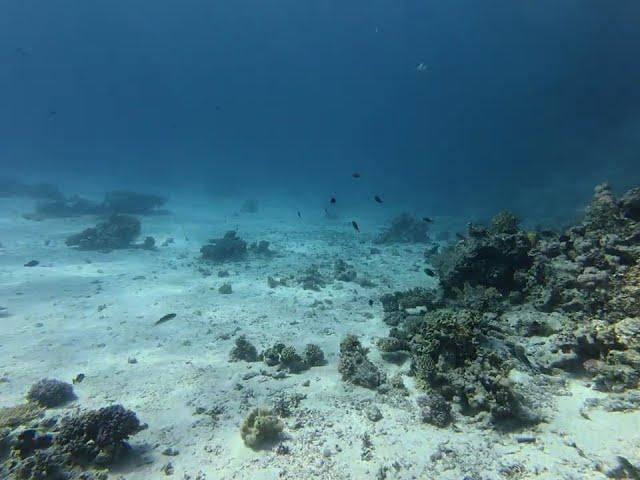 Underwater Beauty in 4K | Diving in Sharm El Sheikh