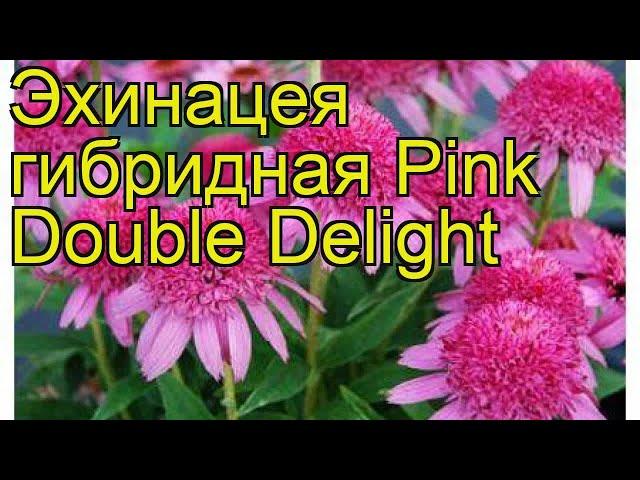 Эхинацея гибридная Пинк Дабл Делайт. Краткий обзор, описание echinacea Pink Double Delight