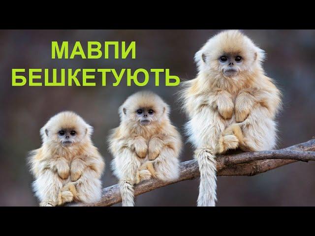 Веселі та смішні мавпи / Тваринки-бешкетники ч. 26 / добірка приколів з озвученням