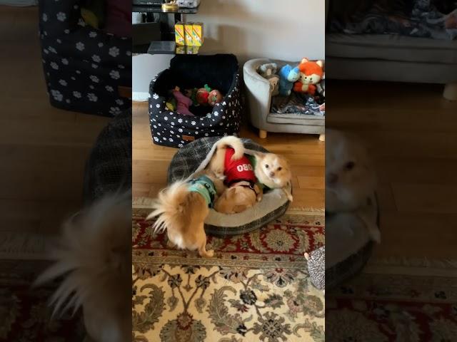 Crazy Dogs #reyesbratpack #chihuahua #Adobo #Mani #Turon #barkpink #barkpinkinyourarea #pet #dog