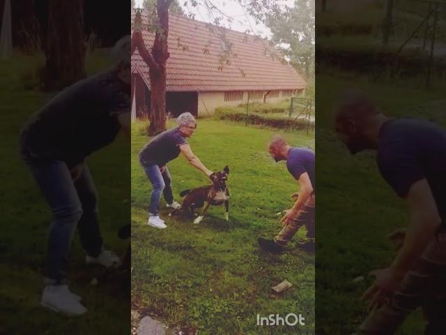 #dogtrainer #hundeschule #hundetraining #policedogs #k9policedog #k9unitpolice #IGPHundesport