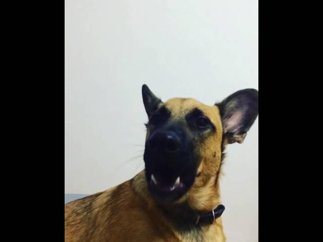 Собака смешно лает и зевает | Dog funny barks and yawn